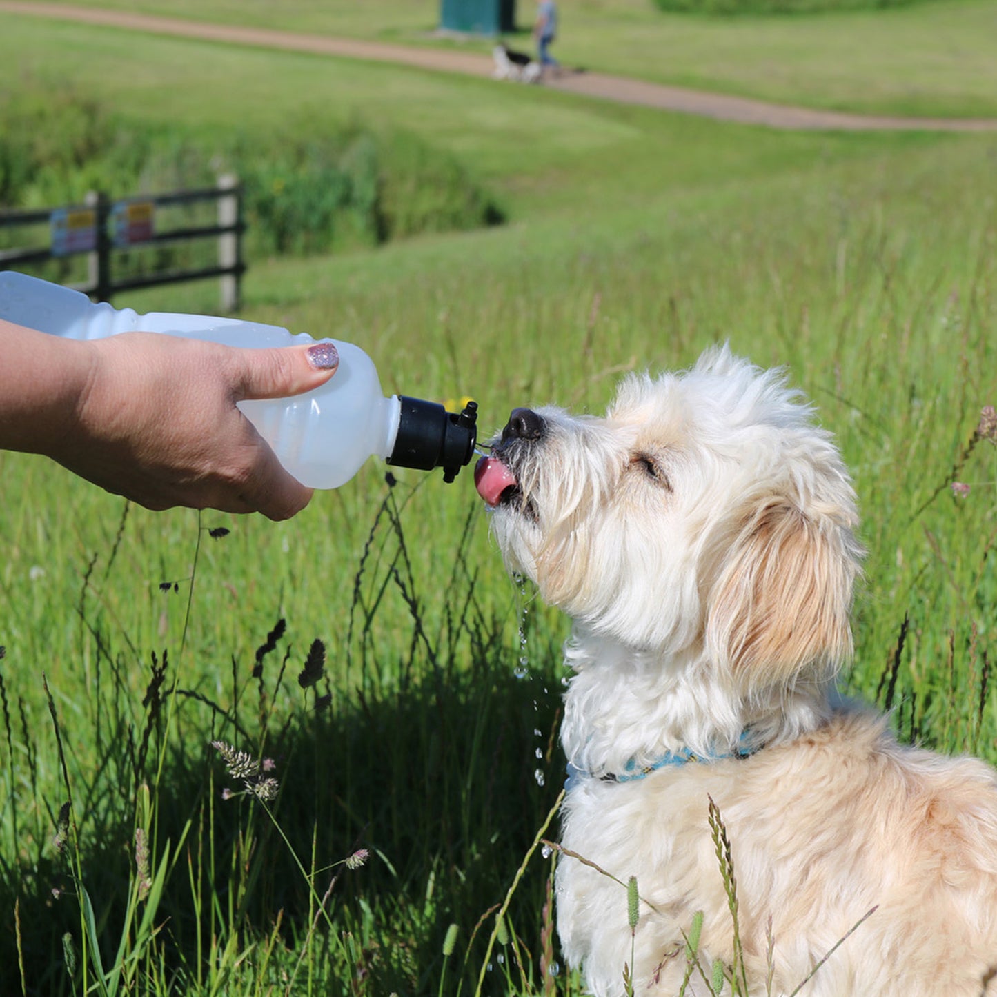 Travel Water Bottle