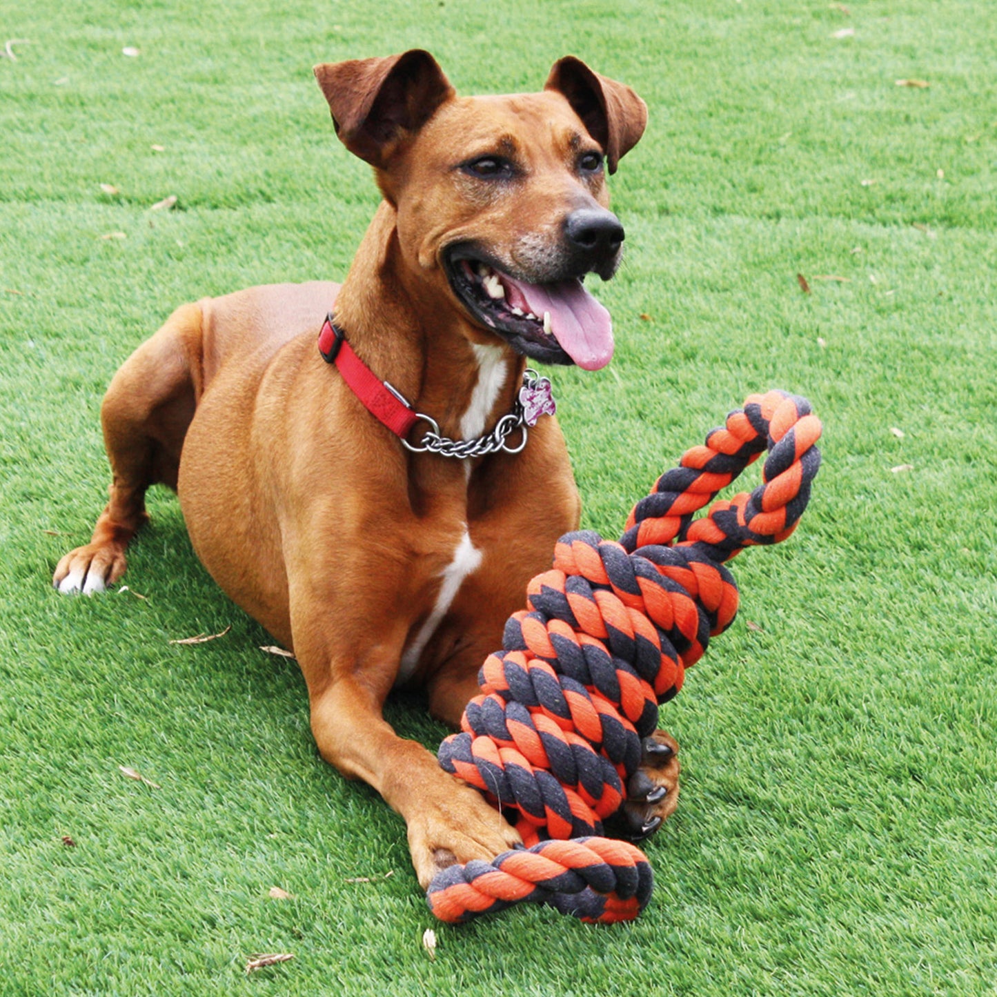 Extreme Coil Figure of 8 Tugger Rope Dog Toy