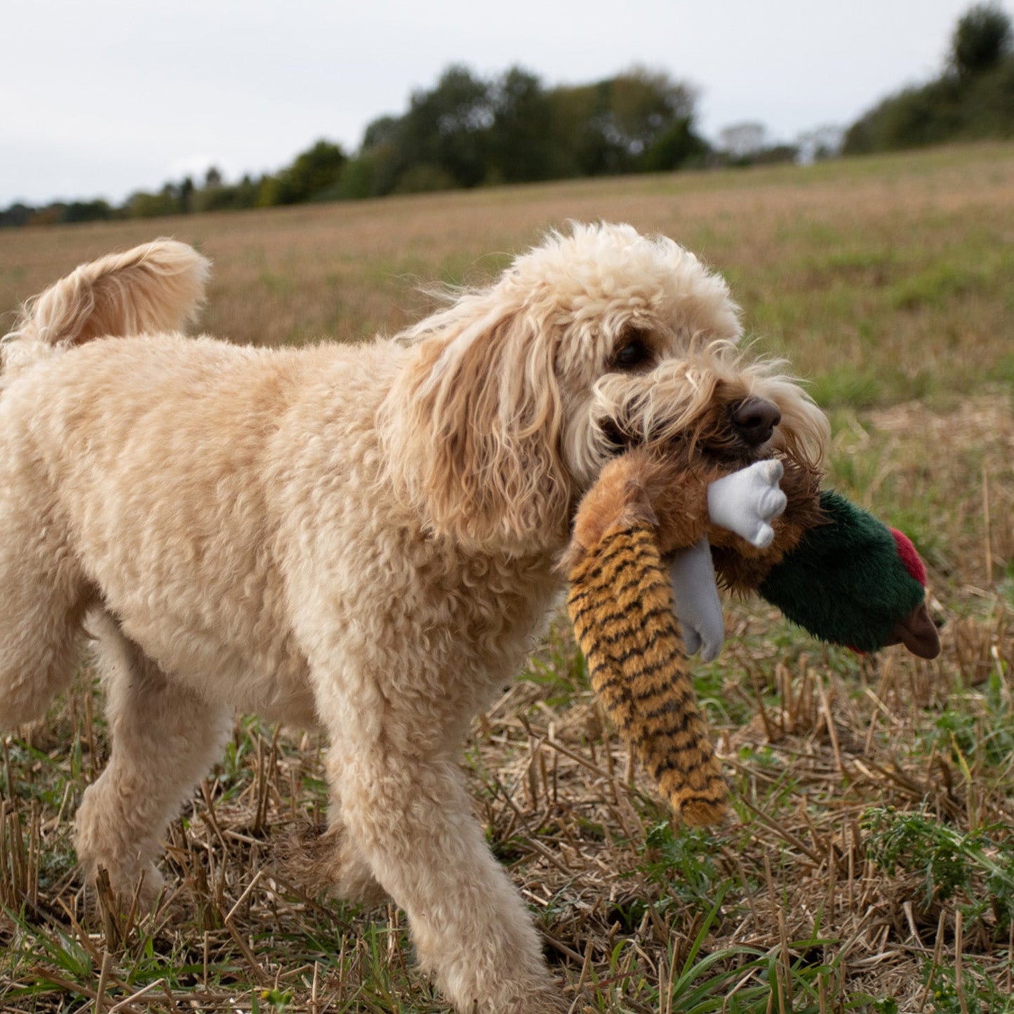 Migrator Soft Dog Toy