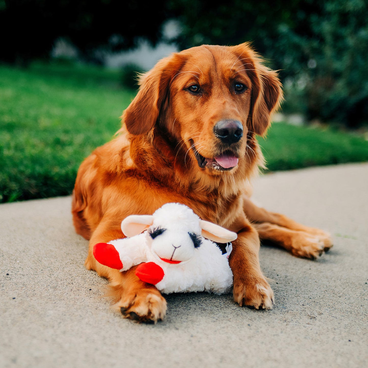 Lamb Chop Soft Dog Toy