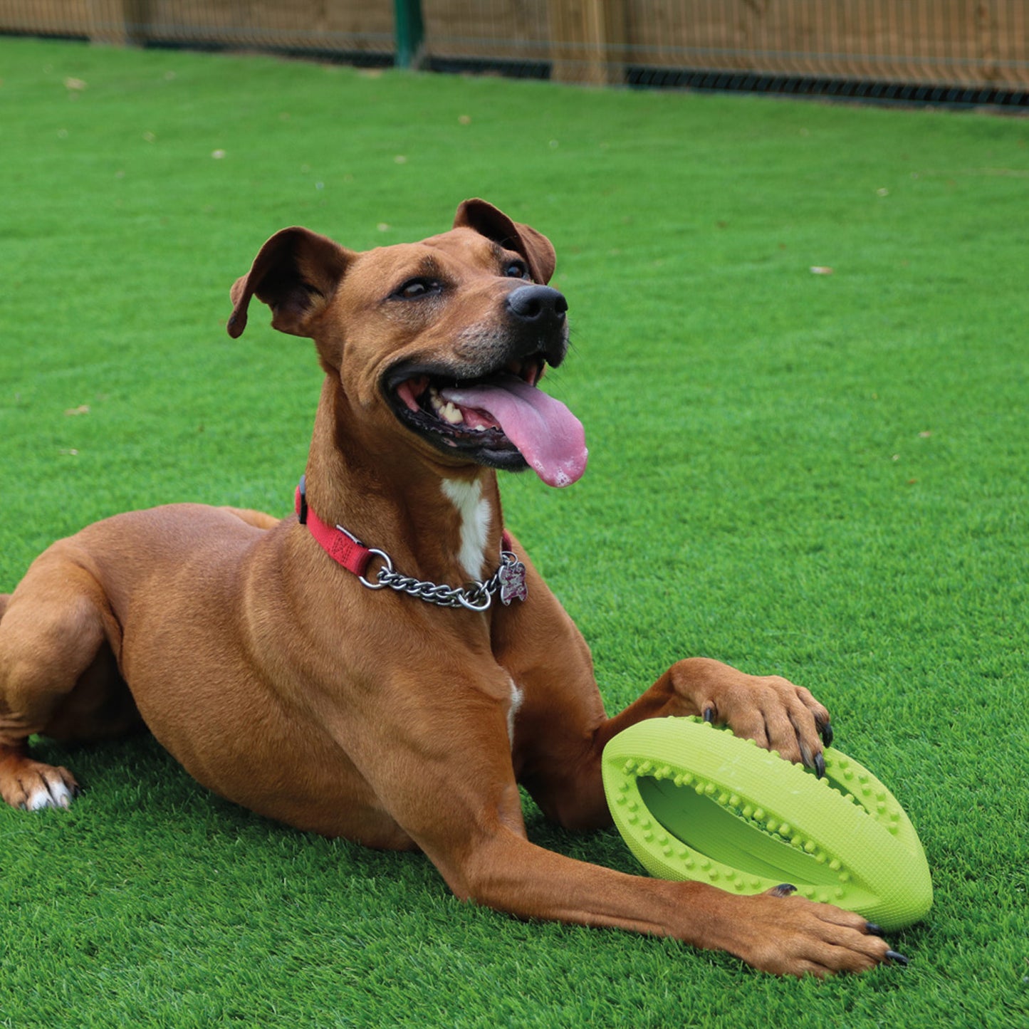 Grubber Interactive Dog Ball