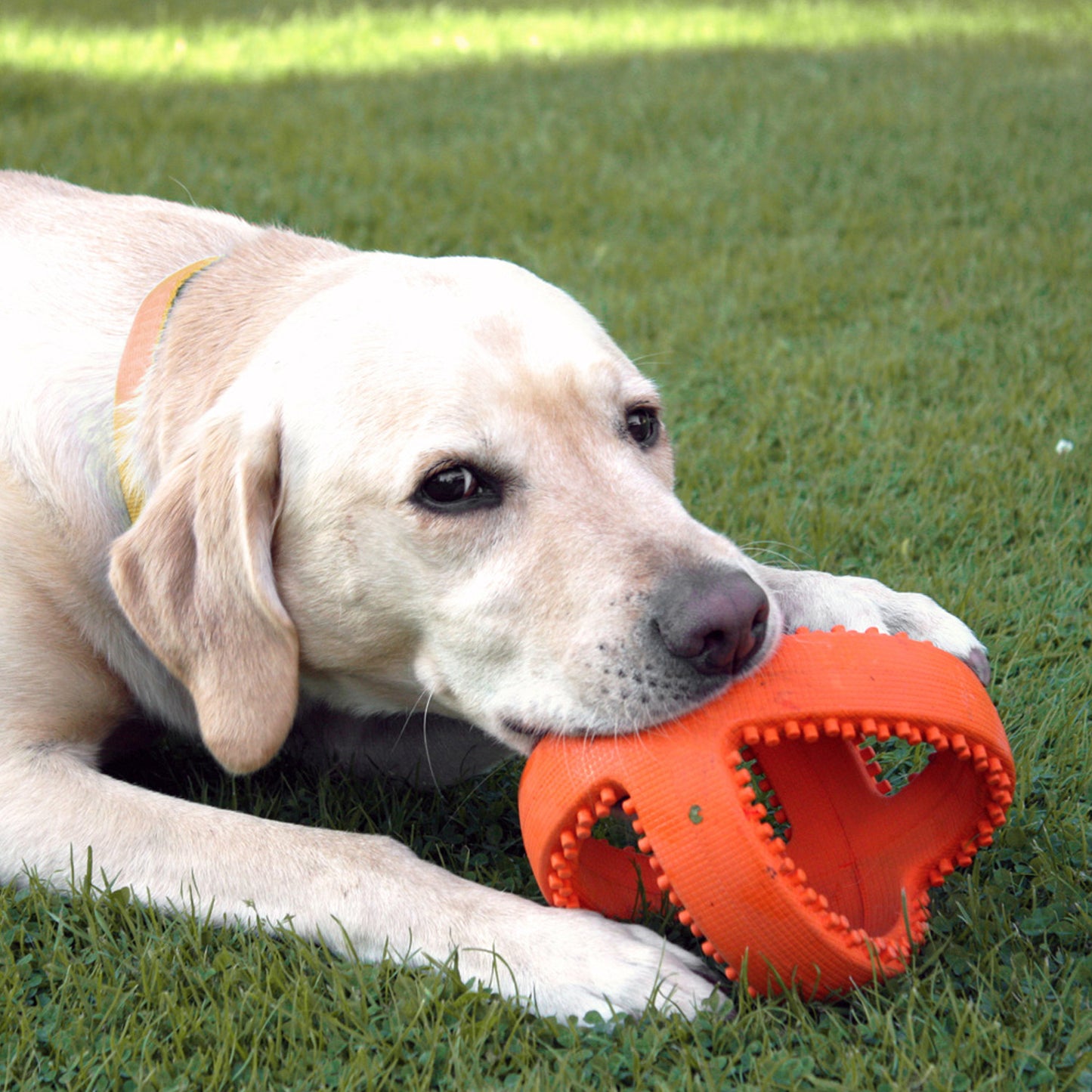 Grubber Interactive Dog Ball