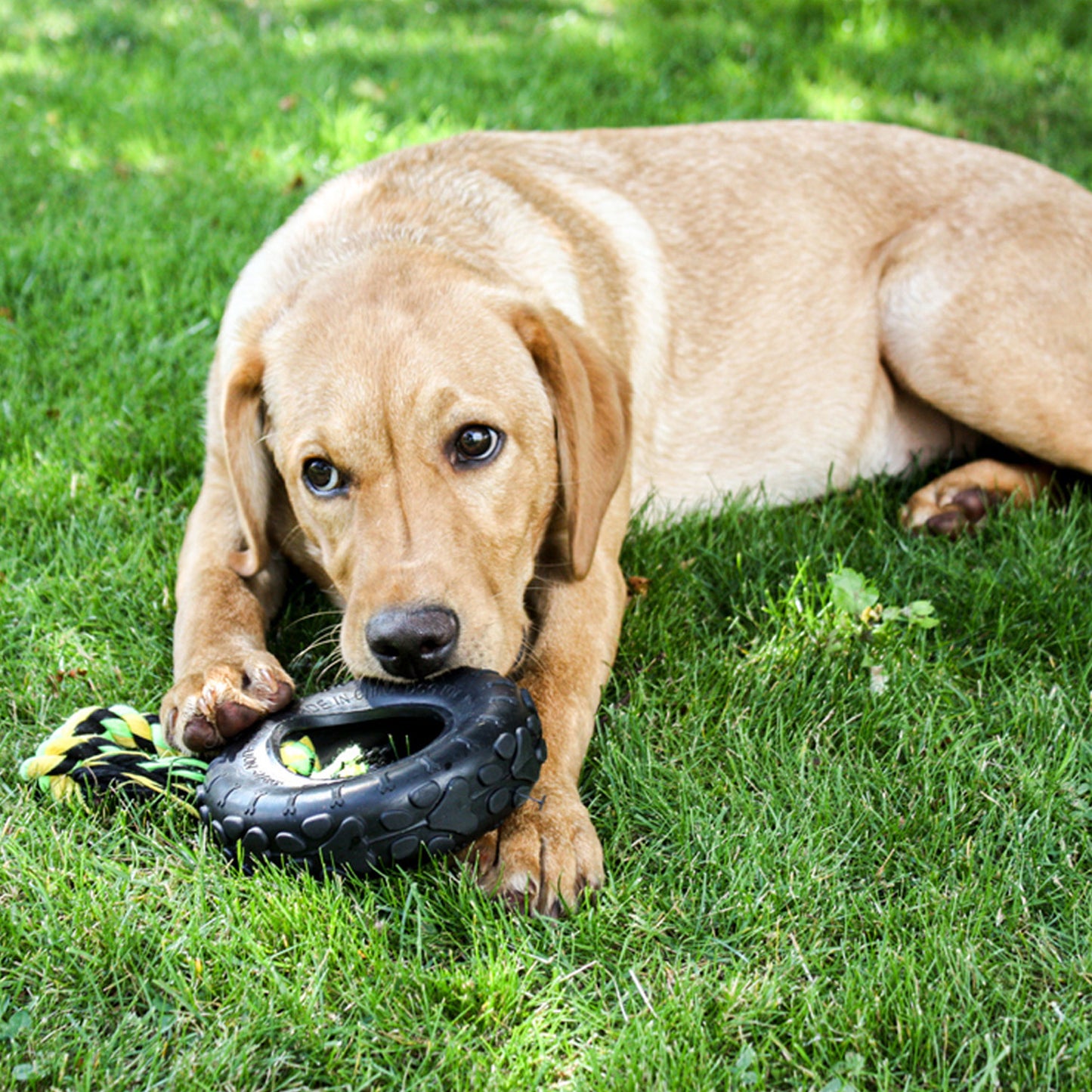 Grrrelli Tyre Tugger Tough Dog Toy