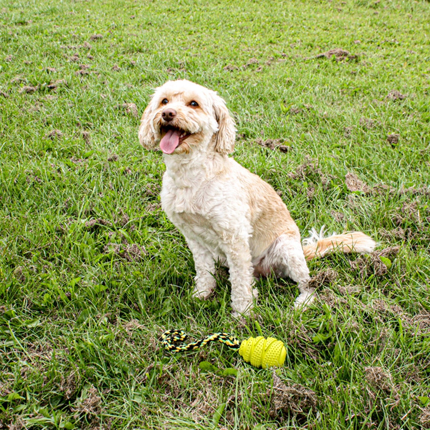 Grrrelli Rope Tugger Dog Toy